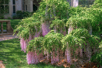 
wisteria