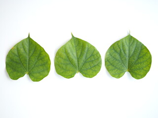 Fototapeta premium Tinospora Cordifolia leaf isolated on white background. top view photo, blurred.