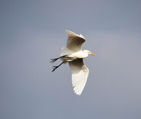 heron are flying