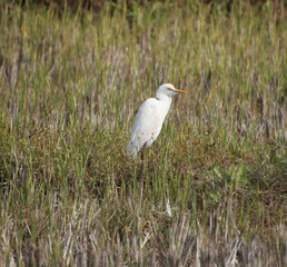 
 search of prey in heron farm 