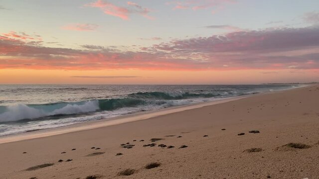 Baby leatherback turtle protected by Los Tortugueros nonprofit