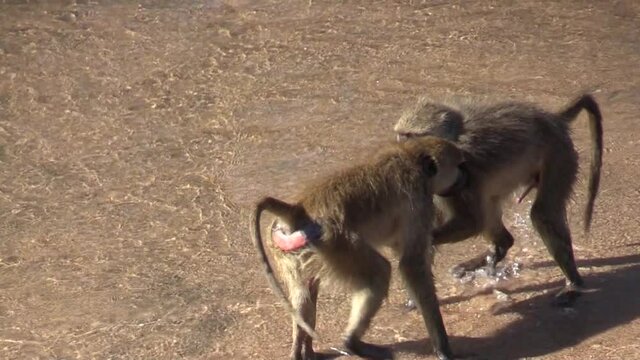 male olive baboon with erected penis tries to mount another mail in a river bed as a sign of dominance