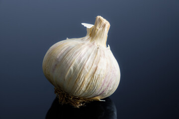 Knoblauch Knolle / Zwiebel auf einem neutralen grauen Hintergrund