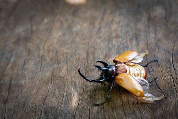 Close up of Five-horned rhinoceros beetle on wood in side view with copy space
