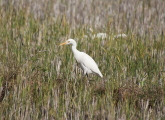  search of prey in heron farm 