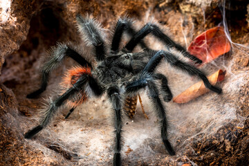 Argentinian black tarantula grammostola iheringi