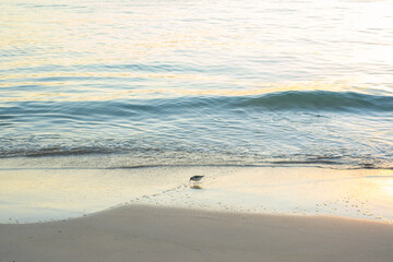 bird on sea ​​shore
