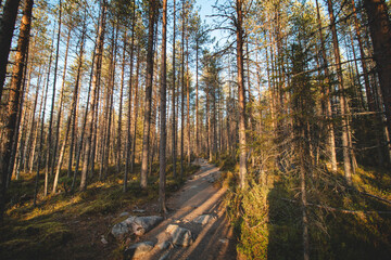 Walk in the fresh air and a view of a wooden walkway in Oulanka National Park in northern Finland at sunset. Adventure in the polar region
