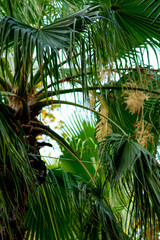 green palm leaves close up fanned out against the sky
