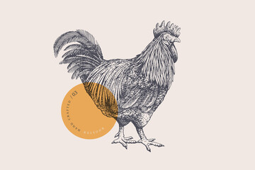 Rooster. Hand-drawn retro picture with a poultry in an engraving style. Can be used for menu restaurants, markets and menu design, packaging and labels. Vector vintage illustrations. © KOSIM