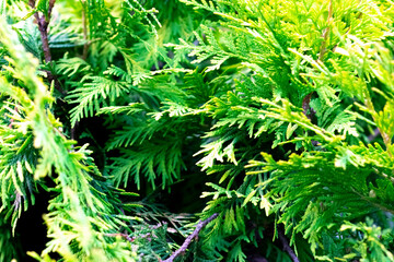 flowerbed with green and red leaves near plants
