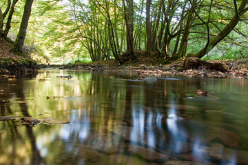 Obraz premium Flusslauf im Wald - Auf Augenhöhe mit der Wasserlinie
