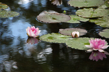 Seerosen im Gartenteich