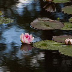 Rosa Seerosen im Teich © M