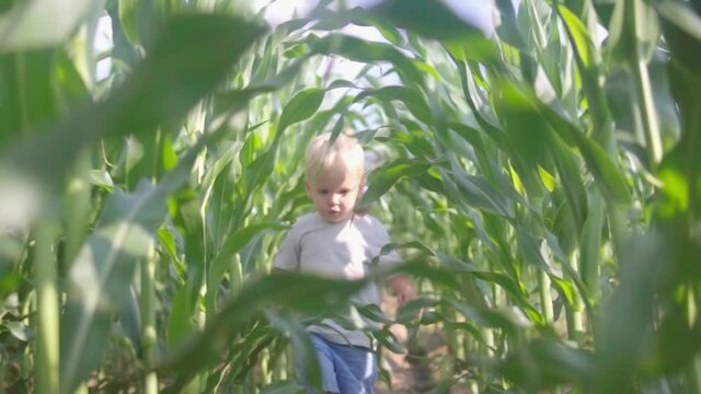 Happy little child with blond hair having fun while jogging in a corn plantation. Slow motion.