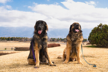 公園にいる二匹のレオンベルガー