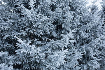 Winter snowy view with freezy trees. Season cold weather