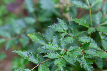 Green leaves of astilbe with rain drops. Growing and caring for plants in the garden. Close-up.
