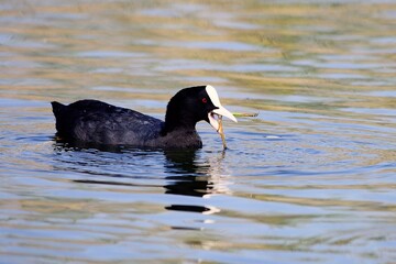 The common coot is a species of bird in the Rallidae family.