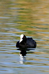 The common coot is a species of bird in the Rallidae family.