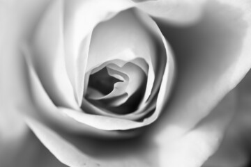Rose der Trauer