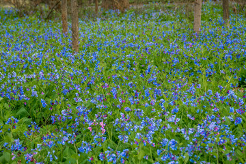 Fototapeta premium field of wildflowers
