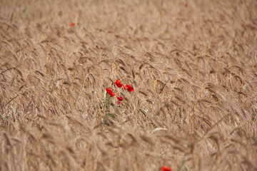 Mohn im Gerstenfeld