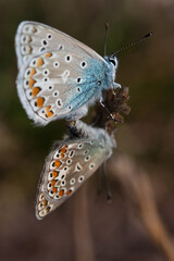 Zwei Bläuling Schmetterlinge