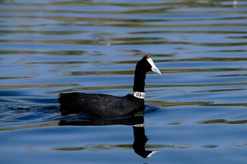 The common coot is a species of bird in the Rallidae family.