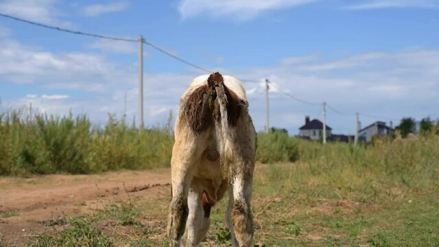 a grazing calf on the farm poops. the view from the ass.