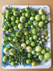 Pomodori verdi dell'orto