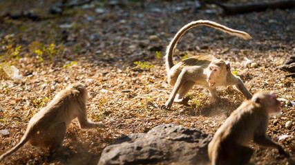Monkey was intimidating and terrified of danger.