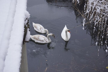 Swan swim in the winter lake water Frosty snowy trees 