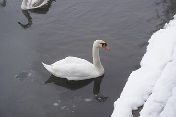 Swan swim in the winter lake water Frosty snowy trees 