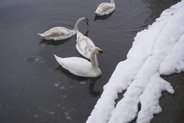 Swan swim in the winter lake water Frosty snowy trees 