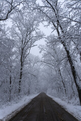 Fototapeta premium Road in the forest winter time snow scene