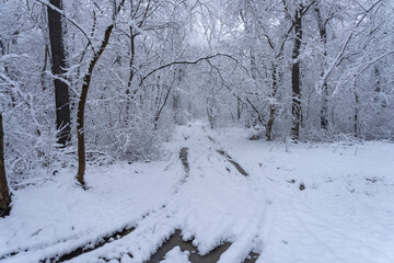 Road in the forest winter time snow scene