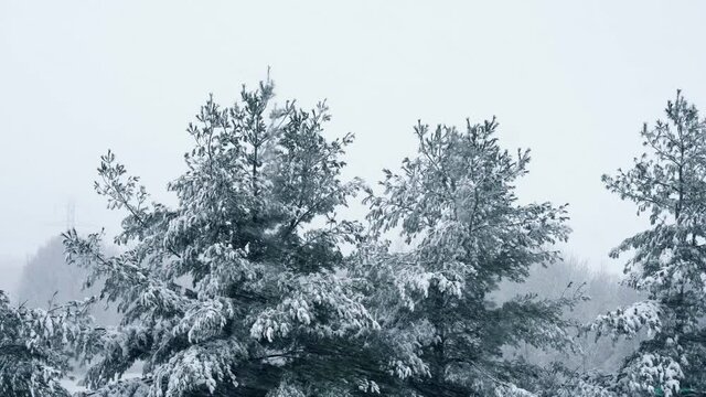 Wintertime snow-covered pine trees while it is snowing hard outside