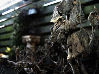 Dead Flowers Sad Nature Depressed Dead Plants