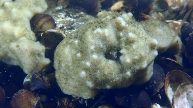 Freshwater sponge (Spongilla fluviatilis) often looks like a shapeless ball, close-up.