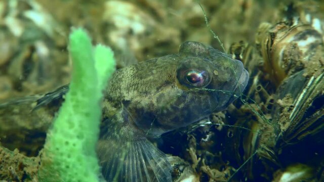 Male Racer goby (Babka gymnotrachelus) in breeding plumage on the river bottom next to a green sponge, close-up.