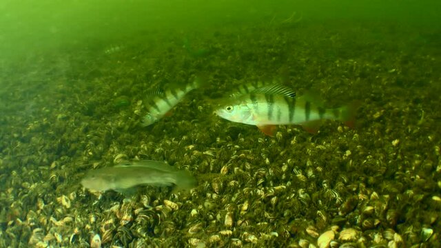 Alien species: Group Barsch or European perch (Perca fluviatilis) and Round gobies are looking for food at the bottom of a freshwater reservoir.