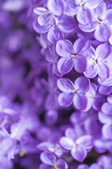 Tender purple lilac background. Moody macrophotography. Blossoming spring flowers wallpaper. Beautiful seasonal floral closeup. Copy space. Atmospheric photo. Vertical photo.