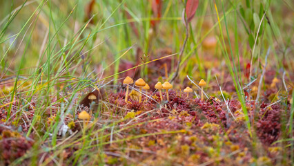 Red lichen and yellow mushrooms. Fungus ecosystem. Soft focus with blur background. Lichens colony