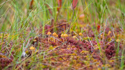 Red lichen and yellow mushrooms. Fungus ecosystem. Soft focus with blur background. Lichens colony