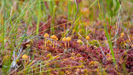 Red lichen and yellow mushrooms. Fungus ecosystem. Soft focus with blur background. Lichens colony