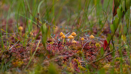 Red lichen and yellow mushrooms. Fungus ecosystem. Soft focus with blur background. Lichens colony