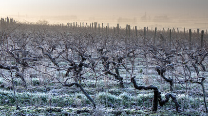 Vigne et  gel