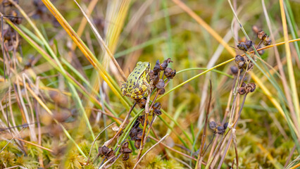 Green amphibian -  European adult water frog (Pelophylax lessonae). Close up macro, sitting on grass. Summer Sunny day.