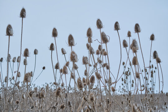 Wilde Karde im Winter bei Schneefall. Dipsacus fullonum L.